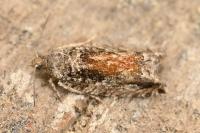 Epinotia nisella