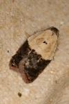 Acleris variegana