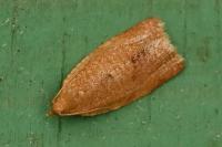 Clepsis consimilana