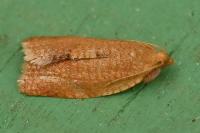 Clepsis consimilana