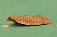 Clepsis consimilana