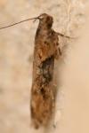 Scrobipalpa costella
