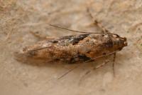 Scrobipalpa costella