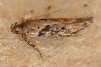 Scrobipalpa costella