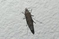 Tuta absoluta