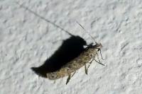 Tuta absoluta