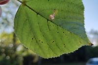 Stigmella tiliae