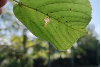 Stigmella tiliae