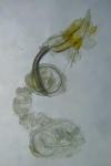 Coleophora versurella