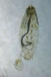 Coleophora alcyonipennella