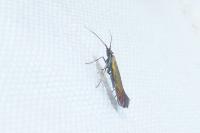 Coleophora alcyonipennella