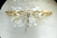 Phyllonorycter blancardella