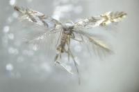Phyllonorycter geniculella