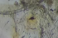 Phyllonorycter geniculella
