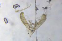 Elachista consortella