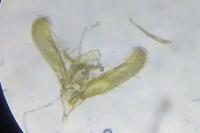 Elachista consortella