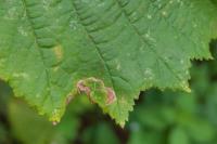Stigmella floslactella