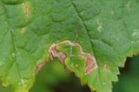 Stigmella floslactella