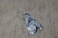 Phalonidia udana