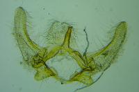 Phalonidia udana
