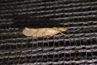 Ypsolopha sylvella