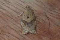 Clepsis consimilana