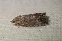 Cydia fagiglandana/splendana