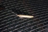 Coleophora