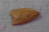 Clepsis consimilana
