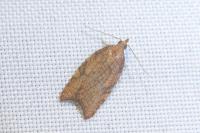Acleris rhombana