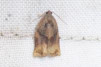 Archips podana