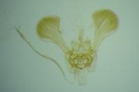 Parornix scoticella