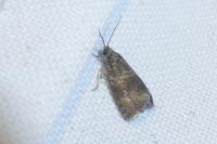 Celypha