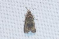 Celypha