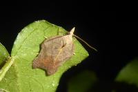 Acleris emargana