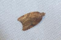 Acleris rhombana
