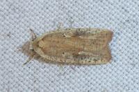 Agonopterix nervosa