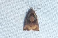 Archips podana
