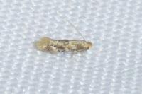 Bucculatrix ulmella