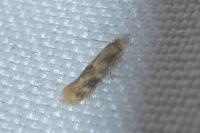 Bucculatrix ulmella
