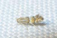 Phyllonorycter