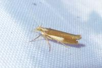 Ypsolopha parenthesella
