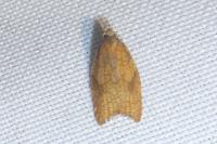 Acleris rhombana