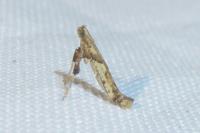 Caloptilia honoratella