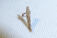 Caloptilia honoratella