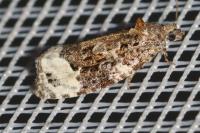 Apotomis capreana