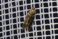 Argolamprotes micella