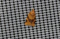 Epagoge grotiana