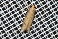 Agnoea
