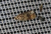 Celypha lacunana